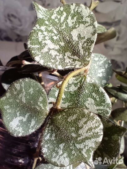 Хойя Куртиси (Hoya Curtisii)