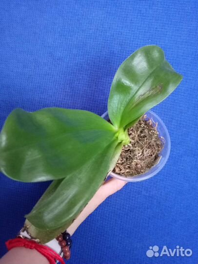 Орхидея P. Yaphon the hulk микс