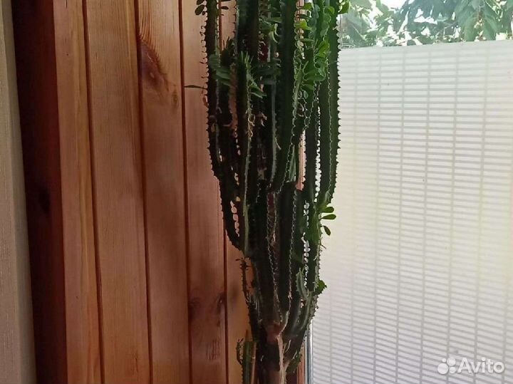 Треугольный (трехгранный) молочай