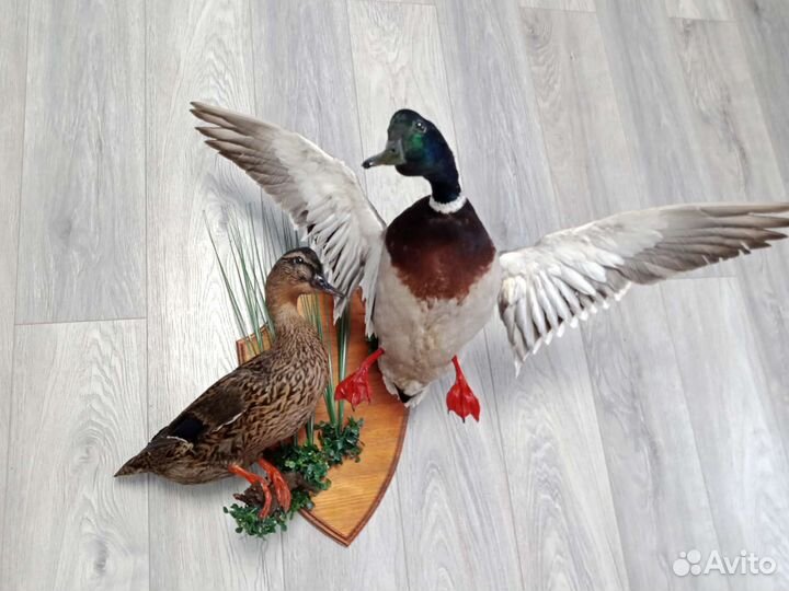 Чучело утка с селезнем