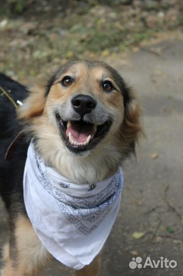 В добрые руки