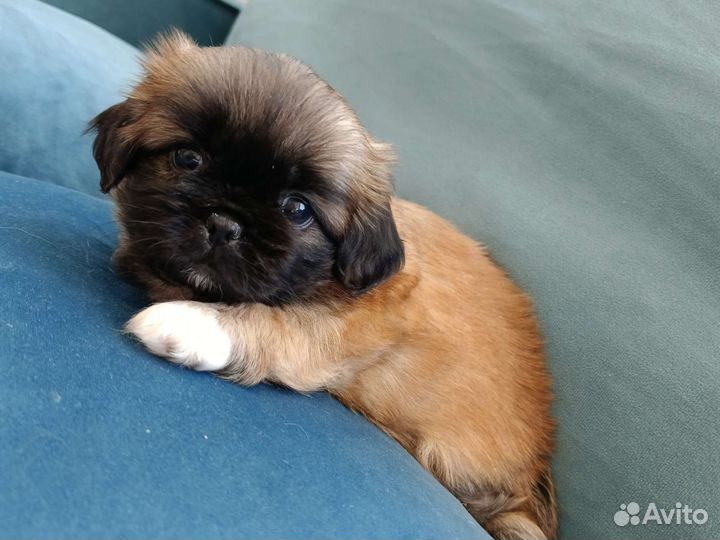 Королевский минипекинес