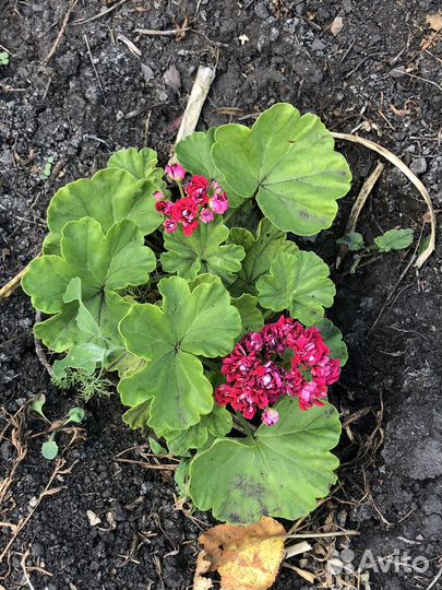 Пеларгония