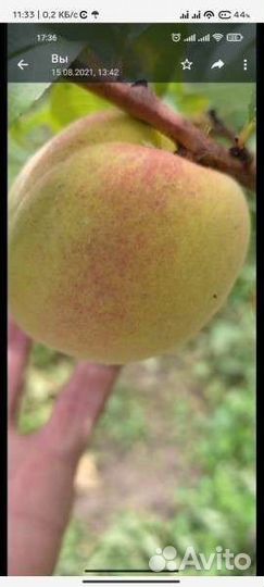 Саженцы персика и абрикосы