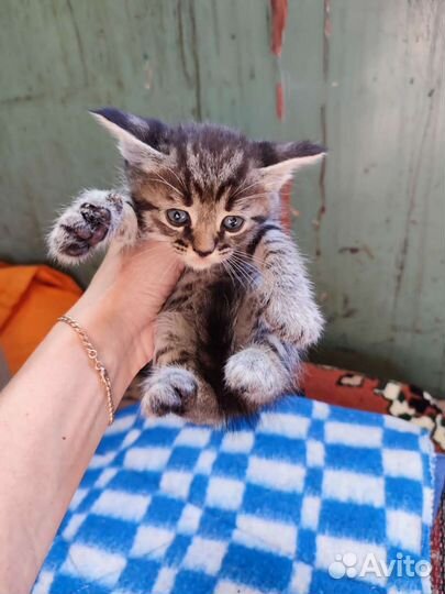 Котёнок мальчик Вася в добрые руки