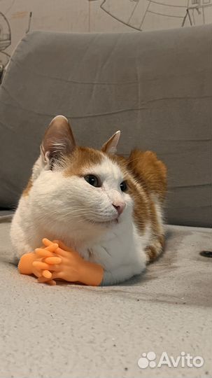 Передержка котиков