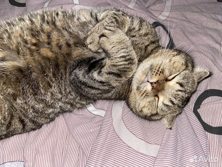 Британский кот бесплатно