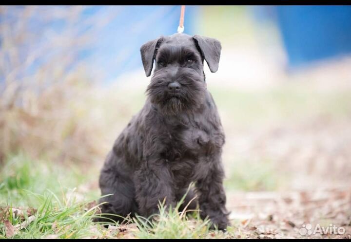 Цвергшнауцер