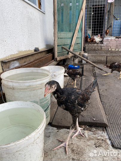 Цыплята байцовий