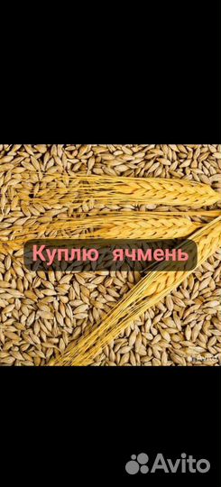 Ячмень, пшеница, горох