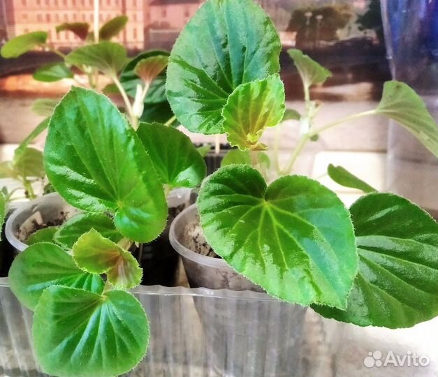 Фикус эластика тинеке