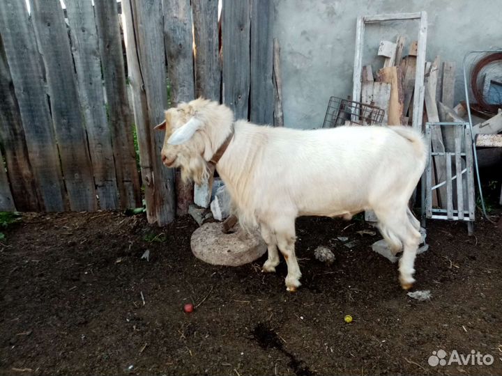 Сельхоз животные