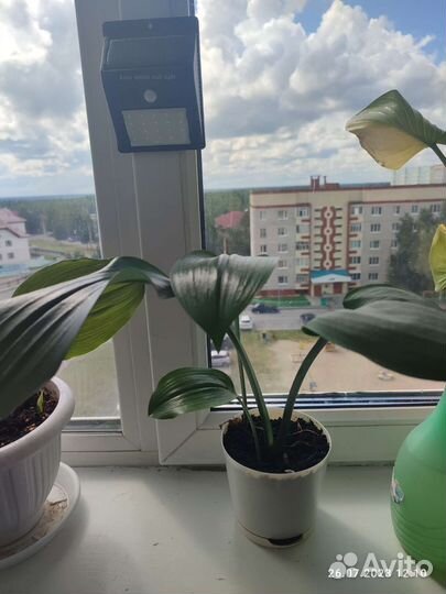 Эухарис амазонская лилия