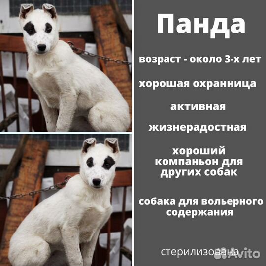 В добрые руки