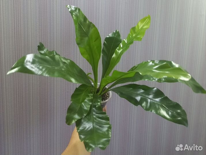 Папоротник Асплениум Нидус