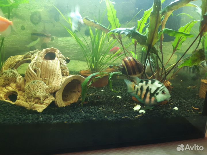 Аквариум