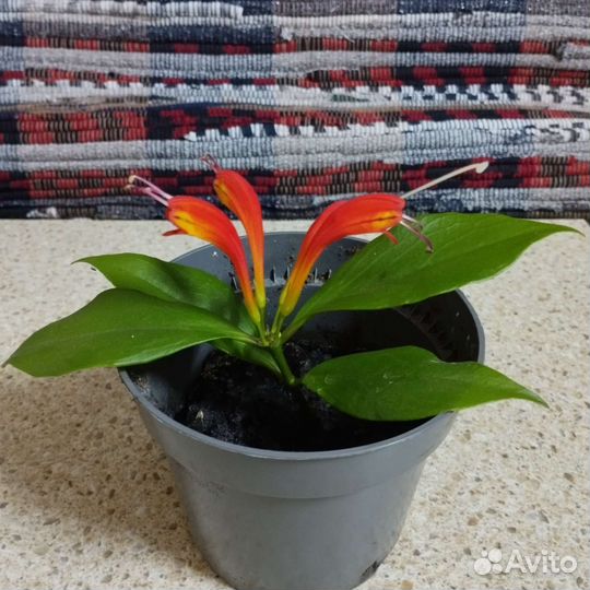 Эсхинантус прекрасный