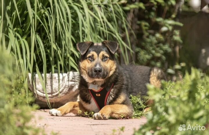 Рон в добрые руки