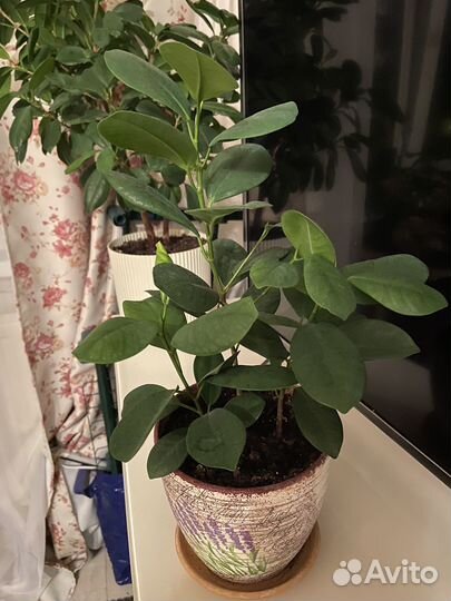 Фикус микрокарпа Мокламе