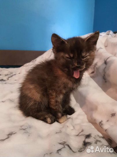 Котенок в добрые руки