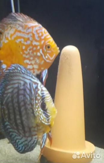 Аквариумные рыбки дискусы