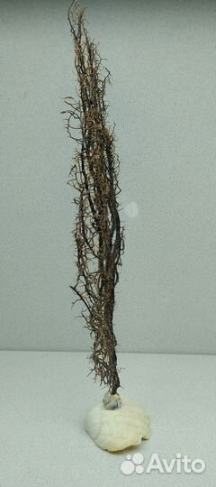 Ветка черного коралла 41,*40 морской сувенир