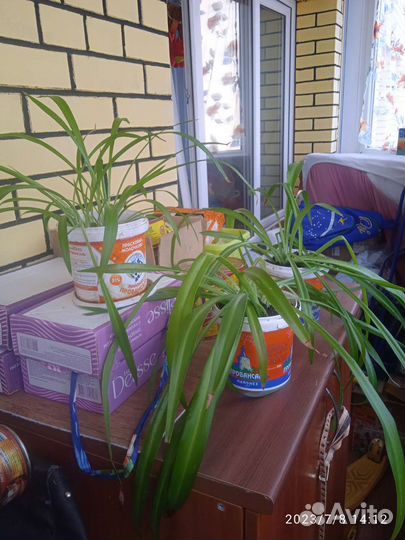 Хлорофитум