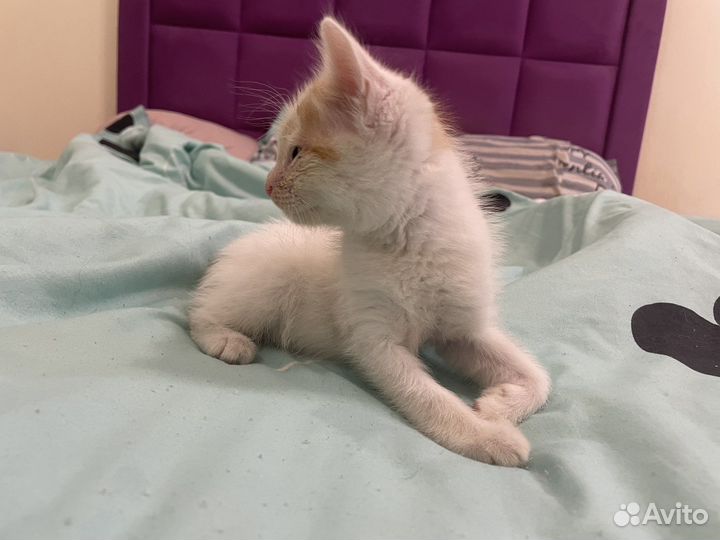 Котенок в дар