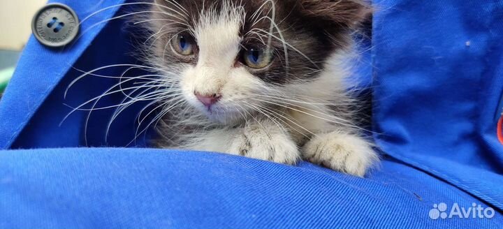 Котенок в добрые руки бесплатно