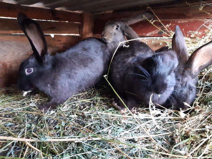 Крольчата серый великан,фландр
