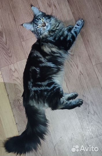 Мейн-кун девочка продам
