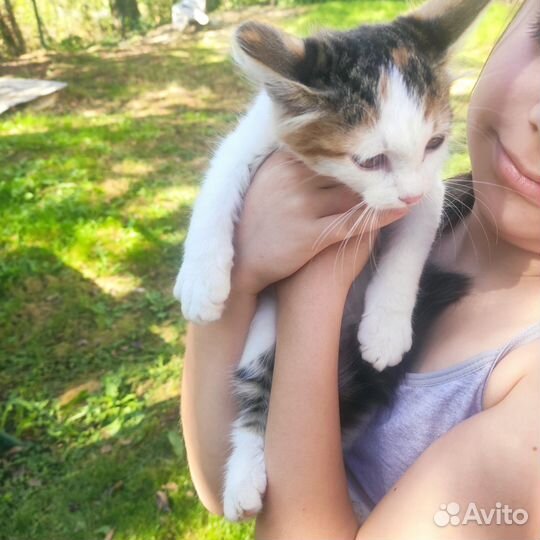 Кошки в добрые руки