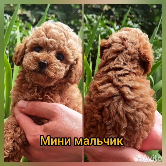 Тедди мальчик мальтипу