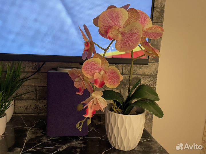 Орхидея фаленопсис