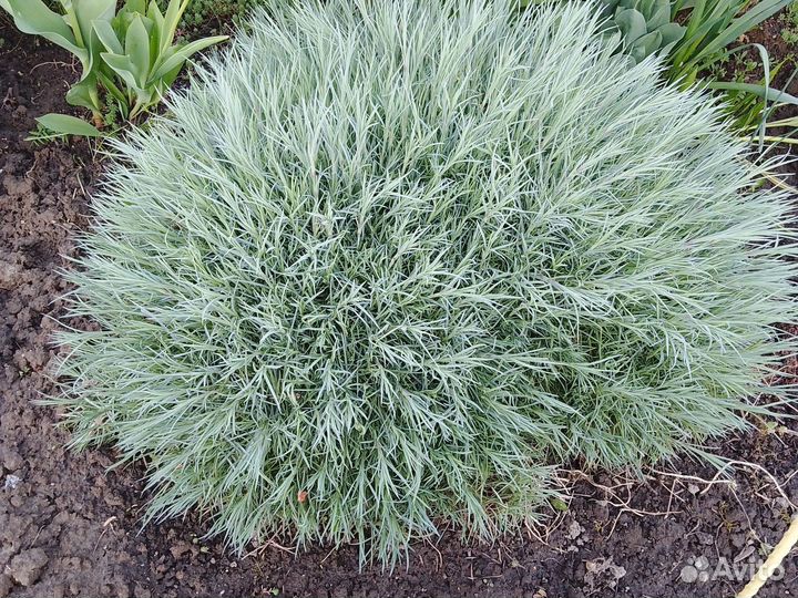 Гвоздика многолетняя