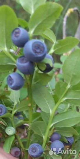 Брусника и Черника (от 50шт)