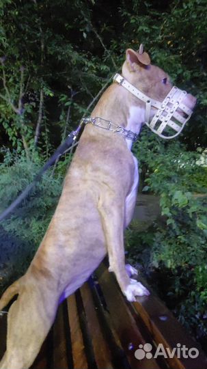 Питбультерьер