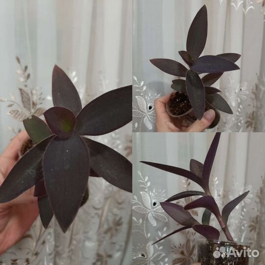 Традесканция 10 сортов