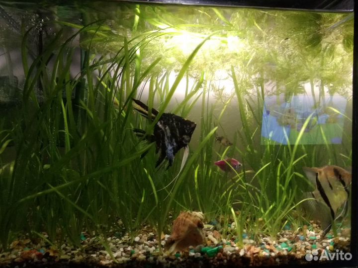 Аквариумные растения водоросли