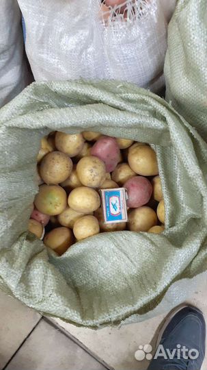 Картофель