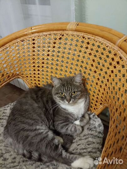 Отдам в добрые руки