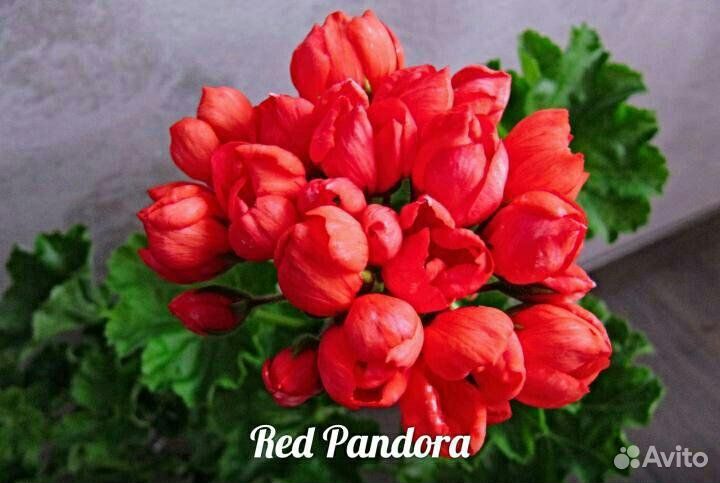 Пеларгония герань Red Pandora