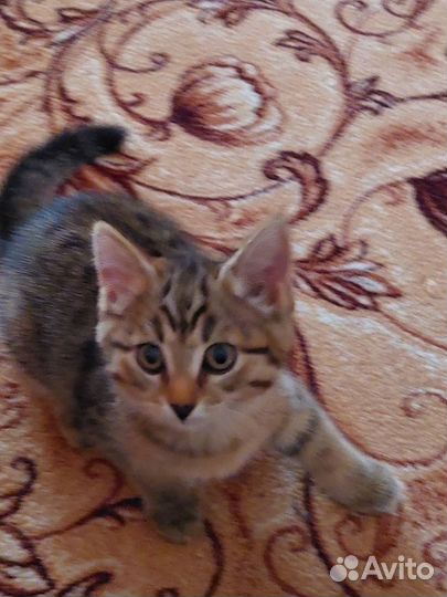 Европейская