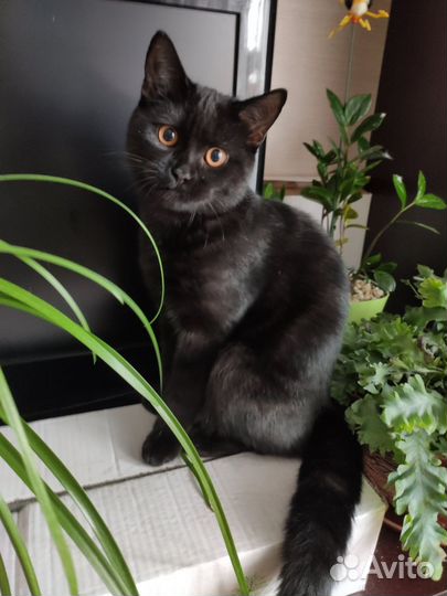 Котик, шотландец