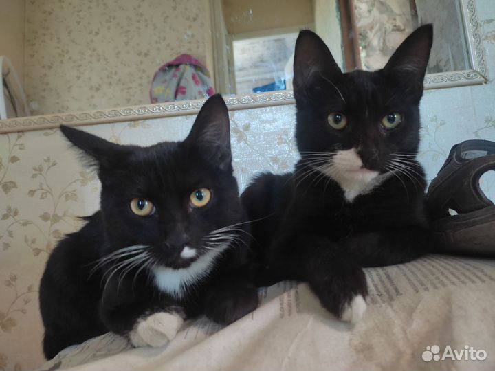 Котики в дар