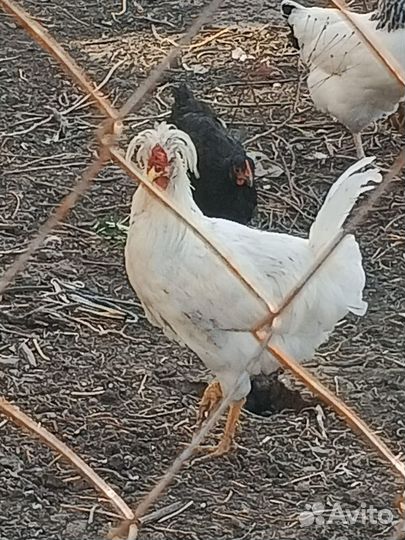 Молодые петухи