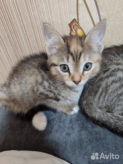 Кошка в дар