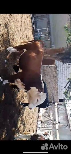 Бычки и быки