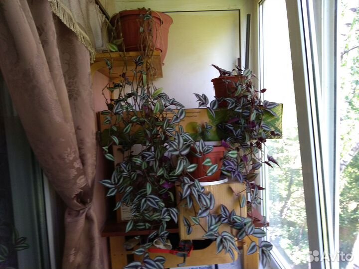 Цветы комнатные Традесканция висячая (Зебрина)