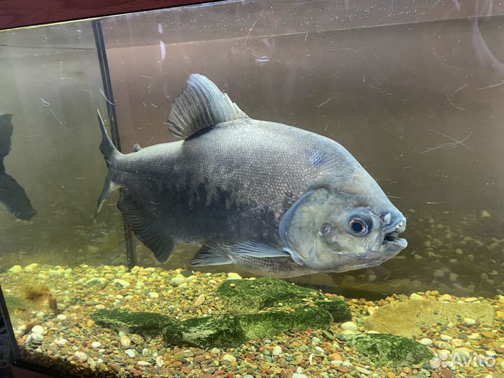 Черный паку и сом